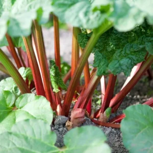 Red Rhubarb Plant Live Root - 2 Year Old Crown for Outdoor Planting