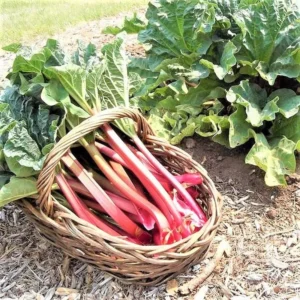 Red Rhubarb Plant Live Roots - 5 Pack, Ready for Planting