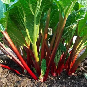 Red Rhubarb Plant - Set of 5 Live Roots for Planting - Edible Vegetable