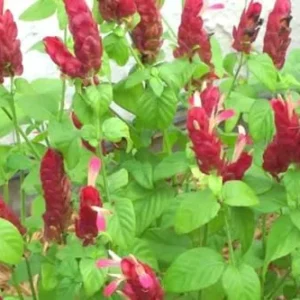 Red Shrimp Plant Live - 2 Plants - 4-6 Inch Tall - Garden Ready