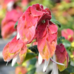 Red Shrimp Plant Live - 2 Plants - 4-6 Inch Tall - Garden Ready