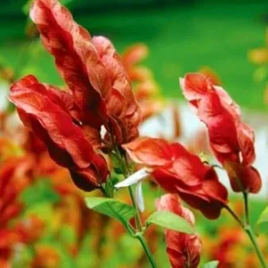 Red Shrimp Plant Live - 2 Plants - 4-6 Inch Tall - Garden Ready