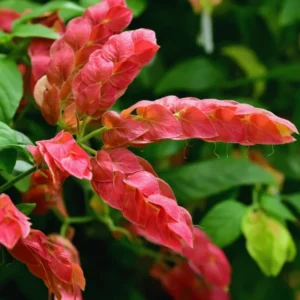 Red Shrimp Plant Live - 3 Pack - 4-6 Inch Tall - Garden Ready