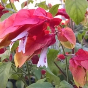 Red Shrimp Plant Live - 3 Pack - 4-6 Inch Tall - Garden Ready