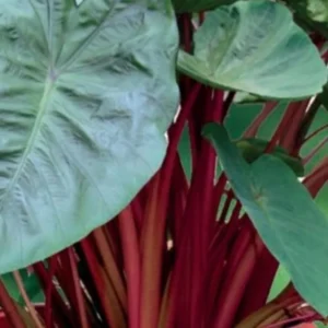 Red Stem Colocasia Live Plant Combo - Elephant Ear Taro Alocasia - 5-8 inch