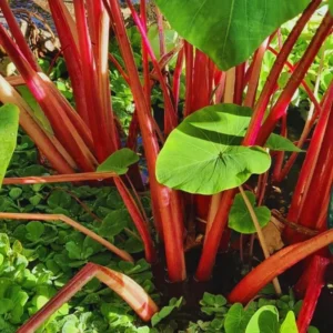 Red Stem Colocasia Live Plant Combo - Elephant Ear Taro Alocasia - 5-8 inch