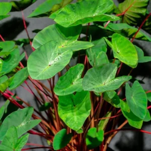 Red Stem Colocasia Live Plant Combo - Elephant Ear Taro Alocasia - 5-8 inch