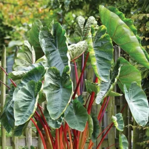 Red Stem Colocasia Live Plant Combo - Elephant Ear Taro Alocasia - 5-8 inch