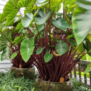 Red Stem Colocasia Live Plant Combo - Elephant Ear Taro Alocasia - 5-8 inch