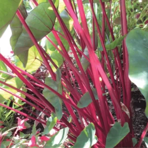 Red Stem Colocasia Live Plant Combo - Elephant Ear Taro Alocasia - 5-8 inch