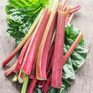 Rhubarb Plants: 5 Live Heirloom Roots for Planting