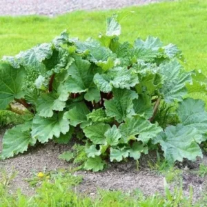 Rhubarb Plants: 5 Live Heirloom Roots for Planting