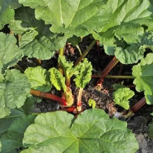 Rhubarb Plants: 5 Live Heirloom Roots for Planting