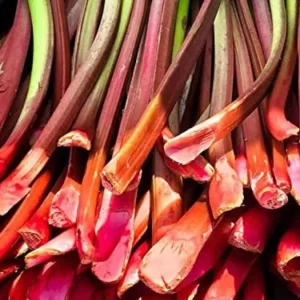 Rhubarb Plants: 5 Live Heirloom Roots for Planting