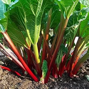 Rhubarb Plants: 5 Live Heirloom Roots for Planting