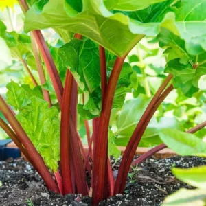 Rhubarb Plants for Planting - 5 Live Roots for Home Garden