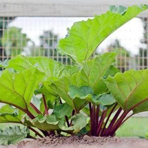 Rhubarb Roots for Planting - 5 Live Rhubarb Plants Crowns Divisions