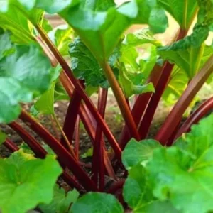 Rhubarb Roots for Planting - 5 Live Rhubarb Plants Crowns Divisions