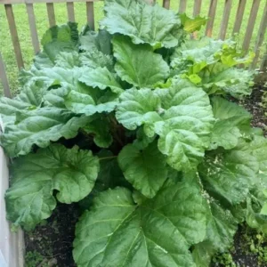 Rhubarb Roots for Planting - 5 Live Rhubarb Plants Crowns Divisions