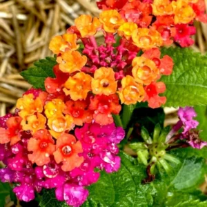 Rose Lantana Plant Live - 6-9 Inch Tall Fragrant Outdoor Butterfly Flowers