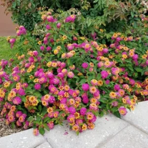 Rose Lantana Plant Live - 6-9 Inch Tall Fragrant Outdoor Butterfly Flowers