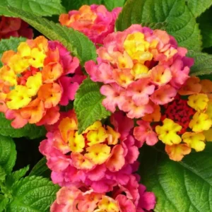 Rose Lantana Plant Live - 6-9 Inch Tall Fragrant Outdoor Butterfly Flowers