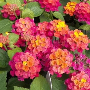 Rose Lantana Plant Live - 6-9 Inch Tall Fragrant Outdoor Butterfly Flowers