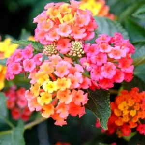 Rose Lantana Plant Live - 6-9 Inch Tall Fragrant Outdoor Butterfly Flowers