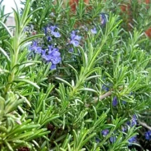 Rosemary Plants Live - 2 Pack - 8-10 Inch Tall - 4 Inch Pots - Indoor Outdoor Herb Plant