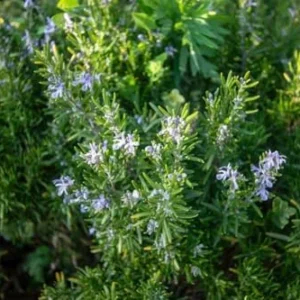 Rosemary Plants Live - 2 Pack - 8-10 Inch Tall - 4 Inch Pots - Indoor Outdoor Herb Plant