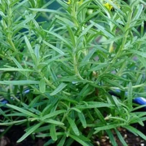 Rosemary Plants Live - 2 Pack - 8-10 Inch Tall - 4 Inch Pots - Indoor Outdoor Herb Plant