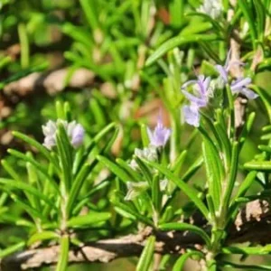 Rosemary Plants Live - 2 Pack - 8-10 Inch Tall - 4 Inch Pots - Indoor Outdoor Herb Plant