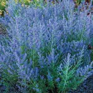 Russian Sage Plants Live 2-Pack - Blue Sage 4In Pot, Summer Blooming Perennial