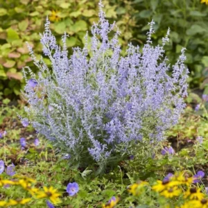 Russian Sage Plants Live 2-Pack - Blue Sage 4In Pot, Summer Blooming Perennial