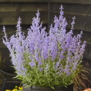 Russian Sage Plants Live 2-Pack - Blue Sage 4In Pot, Summer Blooming Perennial