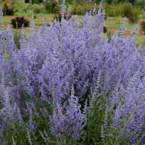 Russian Sage Plants Live 2-Pack - Blue Sage 4In Pot, Summer Blooming Perennial