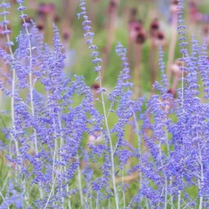 Russian Sage Plants Live 2-Pack - Blue Sage 4In Pot, Summer Blooming Perennial