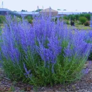 Russian Sage Plants Live 2-Pack - Blue Sage 4In Pot, Summer Blooming Perennial