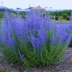 Russian Sage Plants Set - Live Blue Sage Plants - 4 Inch Pot - Garden Perennials