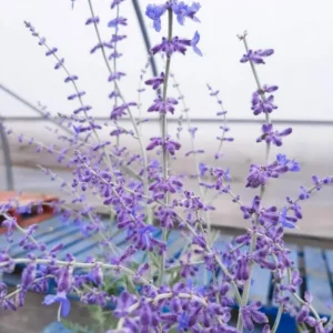 Russian Sage Plants Set - Live Blue Sage Plants - 4 Inch Pot - Garden Perennials