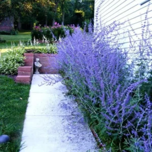 Russian Sage Plants Set - Live Blue Sage Plants - 4 Inch Pot - Garden Perennials