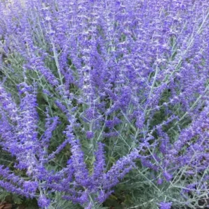 Russian Sage Plants Set - Live Blue Sage Plants - 4 Inch Pot - Garden Perennials