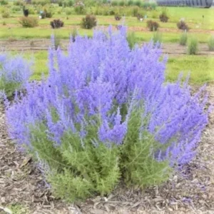 Russian Sage Plants Set - Two Live Blue Sage Plants, 4 Inch Pot, Outdoor Planting, Zones 4-9