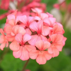 Salmon Geranium Plants Live - 4 Pack - 4-5 Inch Seedlings - For Gardening Planting Growing