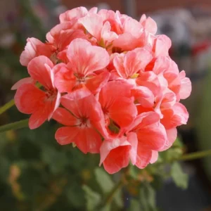 Salmon Geranium Plants Live - 4 Pack - 4-5 Inch Seedlings - For Gardening Planting Growing