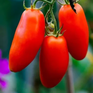 San Marzano Tomato Plants - 4 Pack Live Young Garden Plants 6-10 Inch