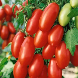 San Marzano Tomato Plants - 4 Pack Live Young Garden Plants 6-10 Inch