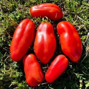 San Marzano Tomato Plants Set of 2 | Heirloom Variety for Garden