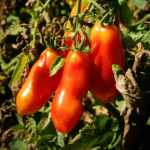 San Marzano Tomato Plants Set of 2 | Heirloom Variety for Garden