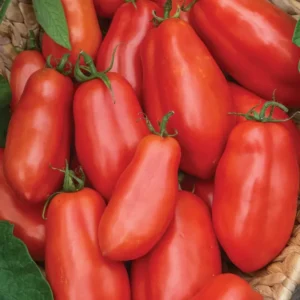 San Marzano Tomato Plants - Set of 4 Live Plants - 6-10 Inches - High-Yielding Tomato Tree Plants